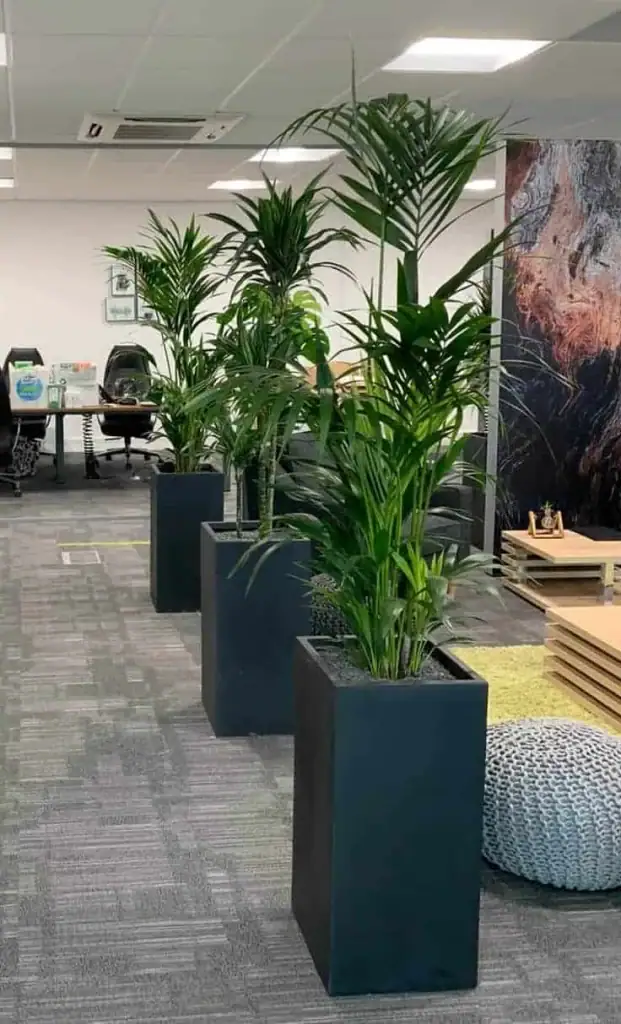 Office Plants in tall containers
