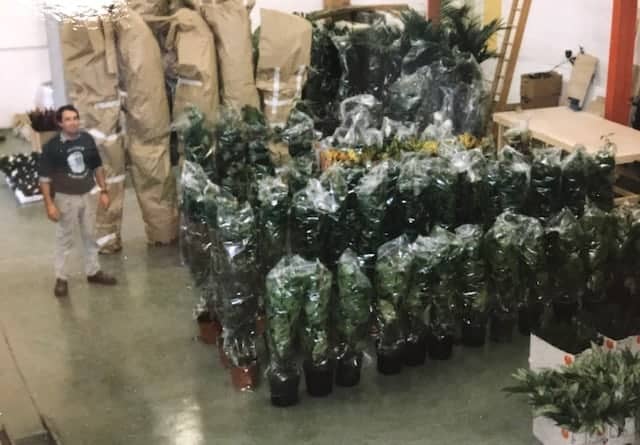Keith Rowlands in Interior Plantscapes warehouse