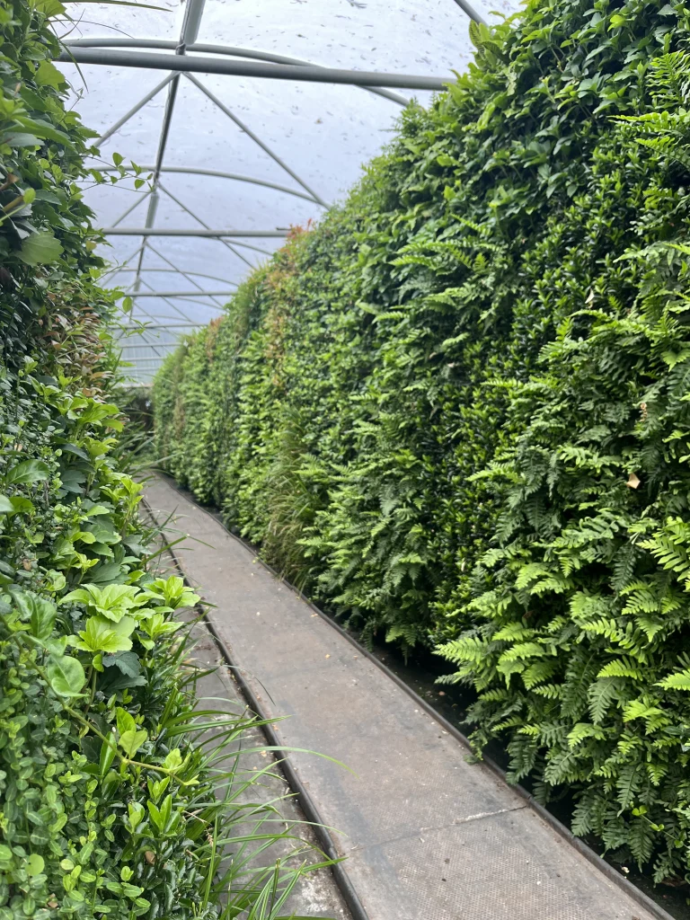 HYVERT living wall in I Want Plants nursery