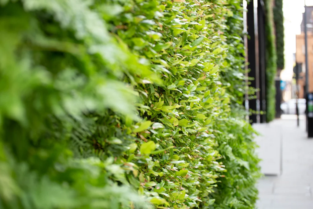 Up close of foliage on a Hyvert living wall