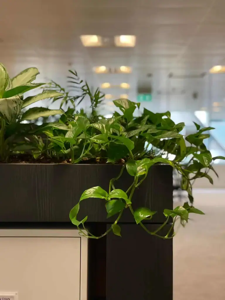 Live plants in trough on top of workspace cabinet