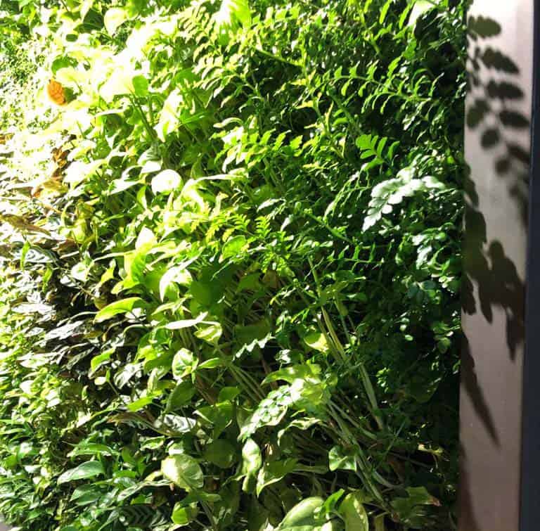 Green living wall of Asplenium Nidus & Pavarti, Aureum, Ficus Pumila, Syngonium, Stromantha at 10 Chiswell Street