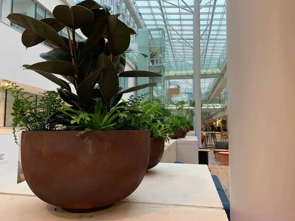 Plant in rusty bowl planter at Bruntwood Alderley Park