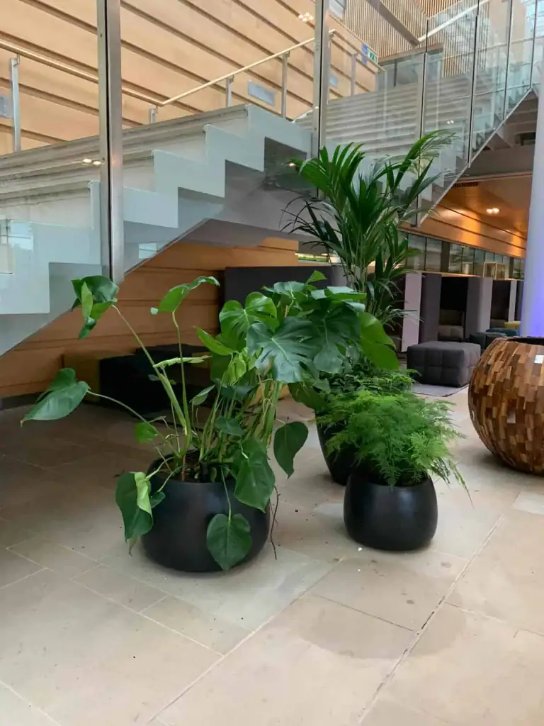 Cluster of freestanding plants including Tradescantia, Forest Fern, Mostera, Pathos and Areca Palm