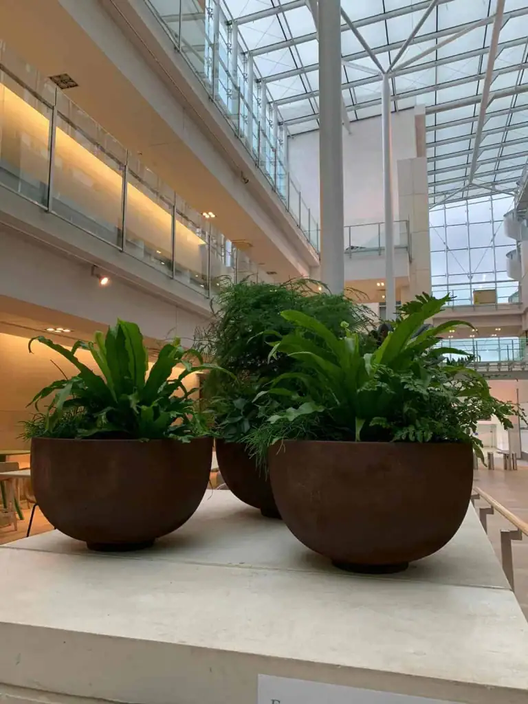 Rusty table top bowl planters at Atrium at Bruntwood Alderley Park
