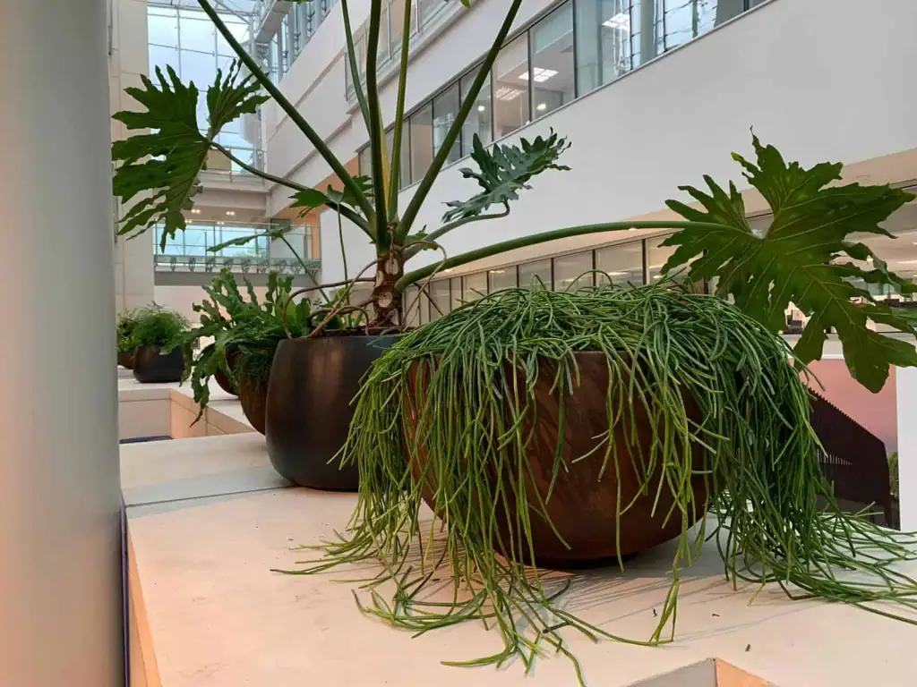 Monsteras, Asparagus and Kentia Palms in rust effect bowls at Bruntwood Alderley Park