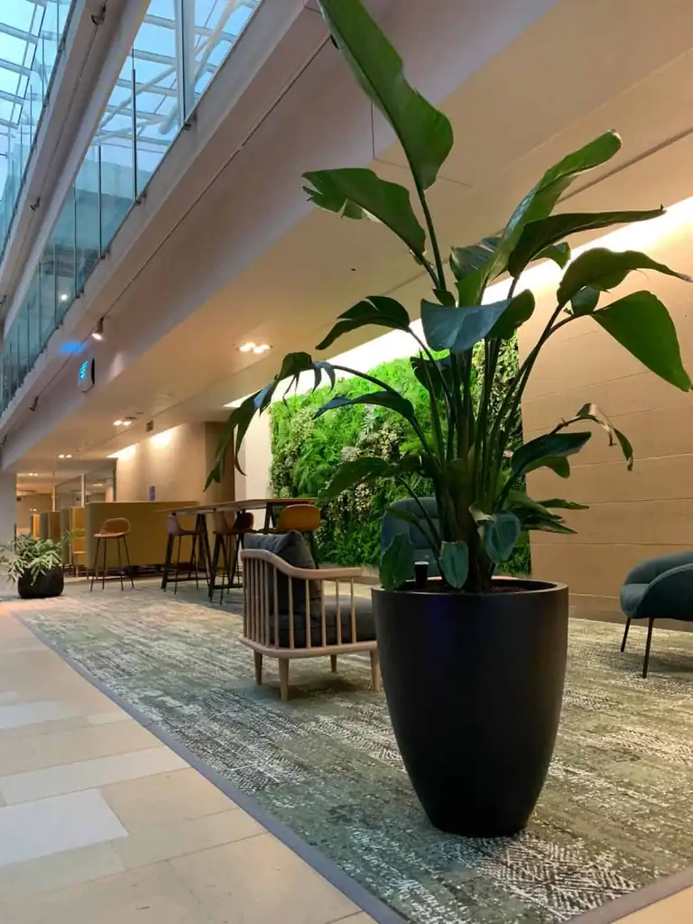 Strelitzia plant in the atrium at Bruntwood Alderley Park