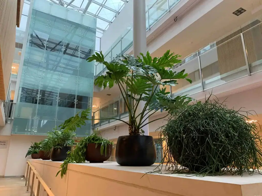 Table top plant display in the atrium