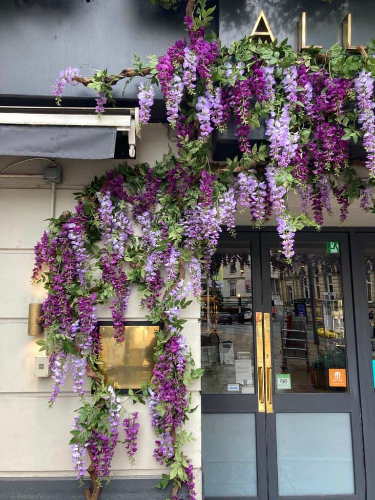 Wisteria at the exterior of All Bar One Chester