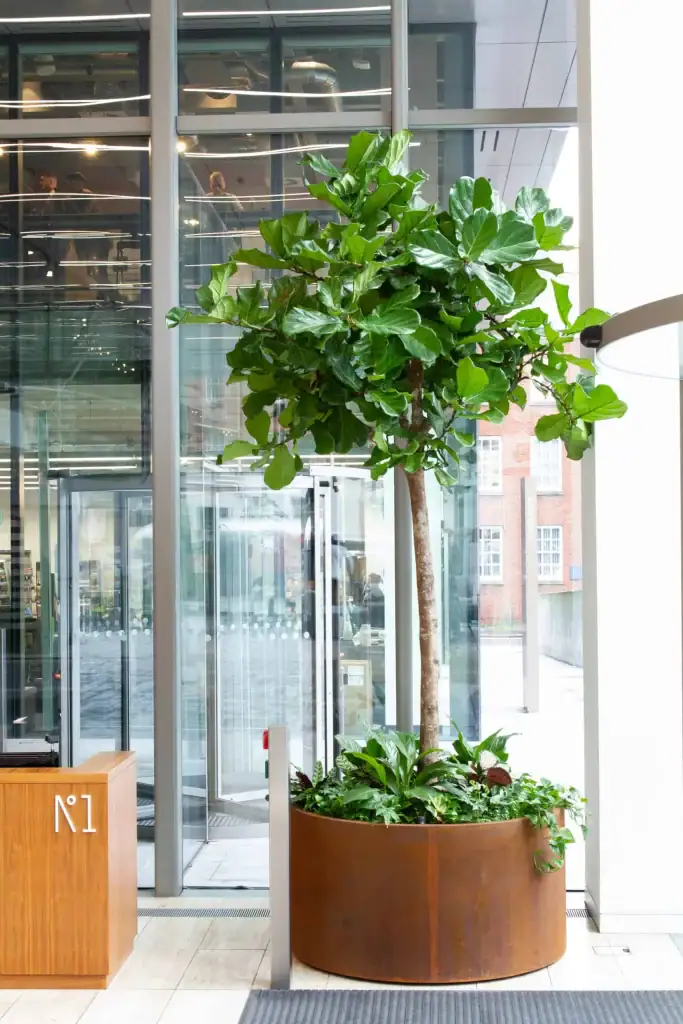 Tree in rust effect container as part of the Biophilic lead design scheme at All+ Management