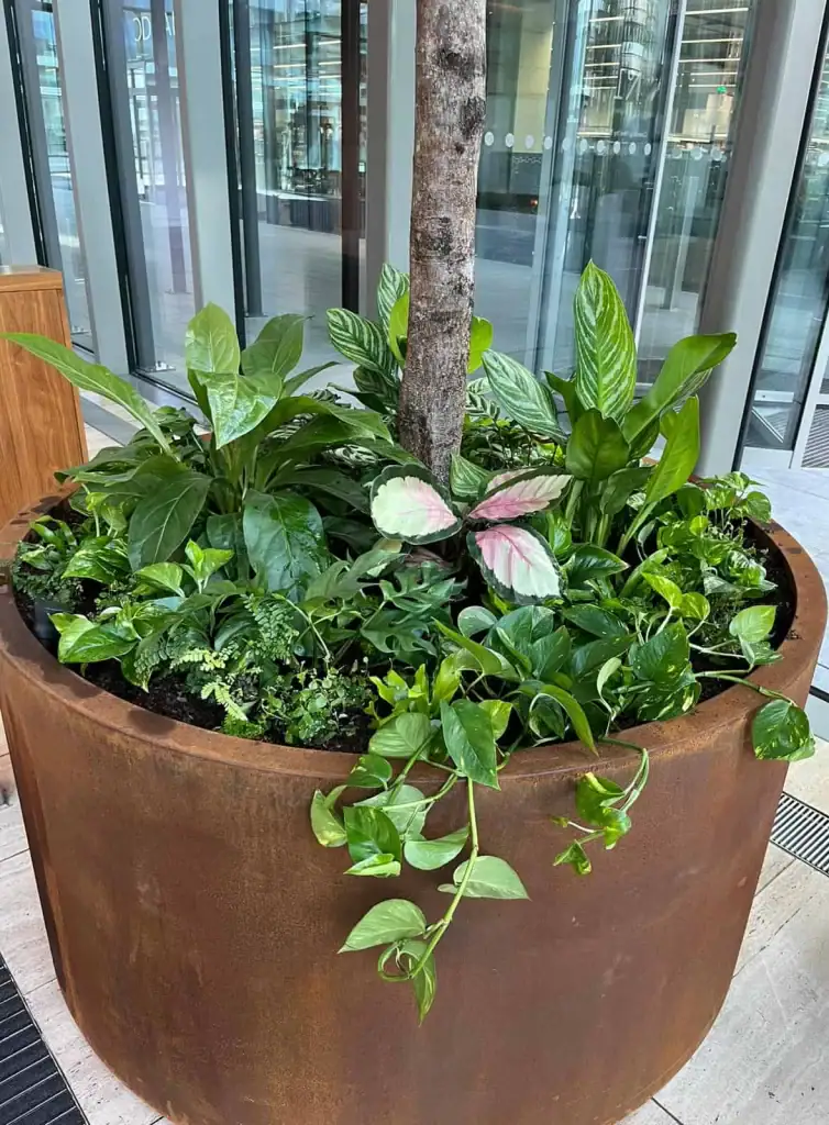 I Want Plants base planting in rust effect planter
