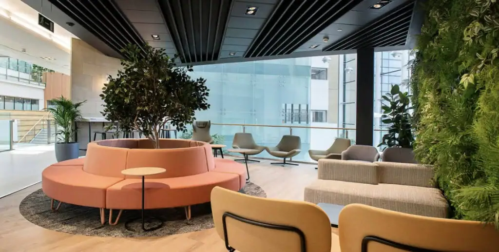 Ficus tree in client's circular seating