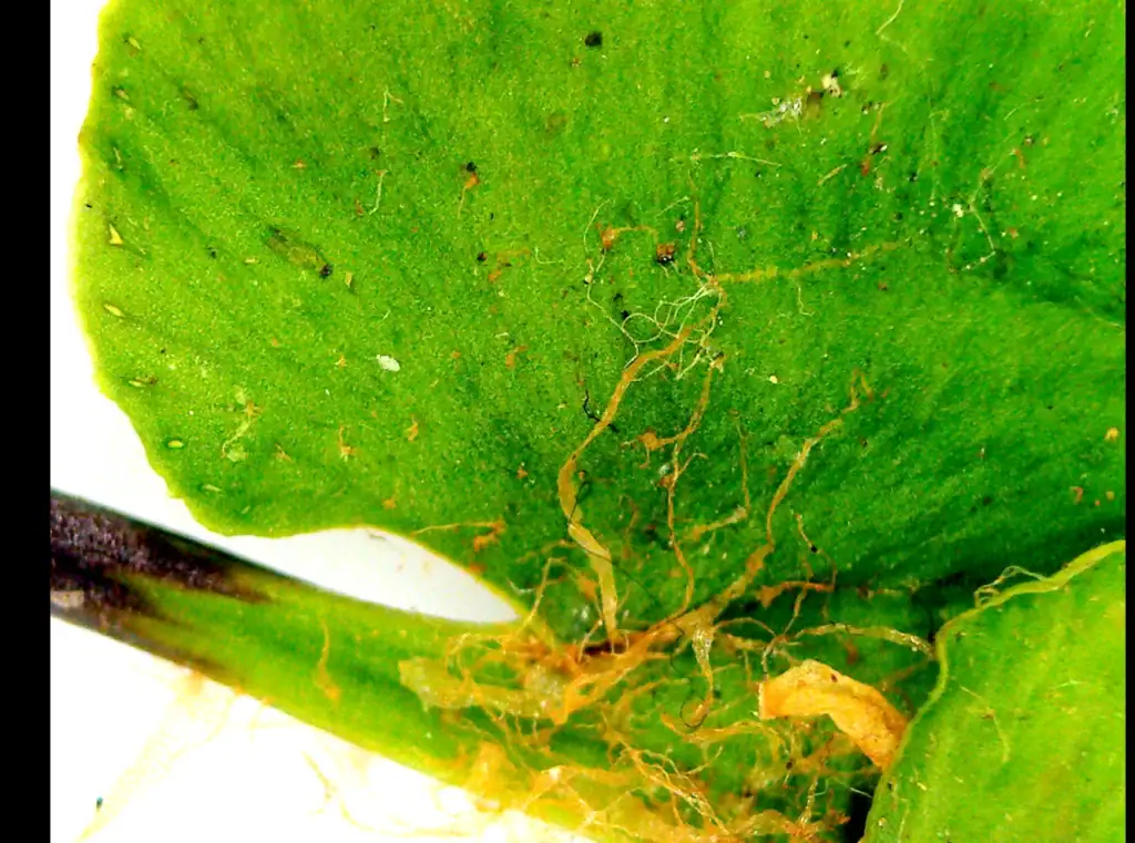 Magnified HYVERT leaf analysis