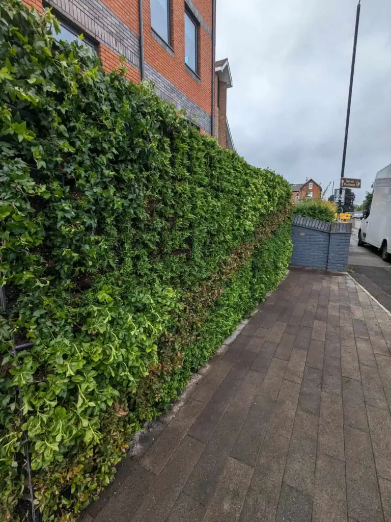 HYVERT living wall by I Want plants Asplenium Scolio, Dryopteris Affinis, Euonymus Radicans, Hedera Helix, Leucothoe Zeblid, Pachysandra, Polypodium Vulgare, Sarcococca