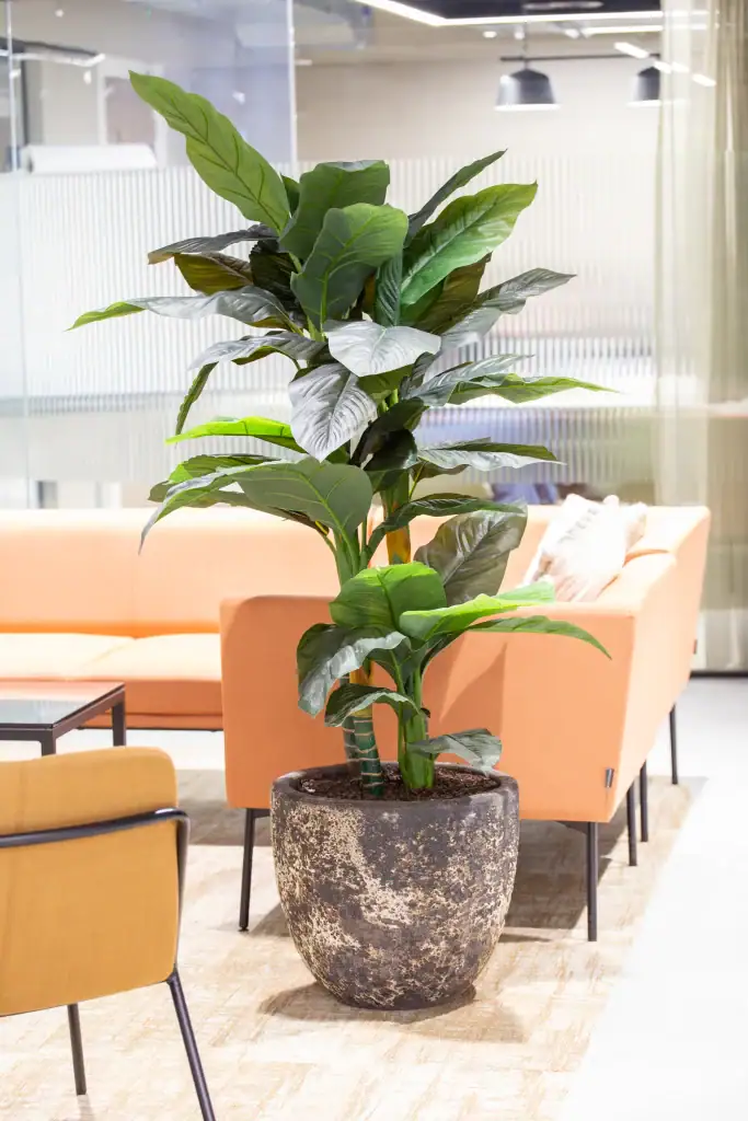 Artificial office plants in situ next to a sofa in a reception area.