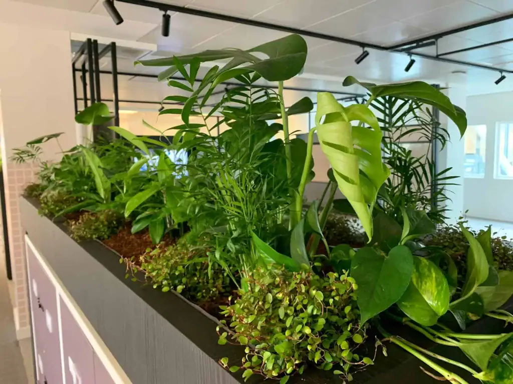 Close-up of Autotrader's biophilic, big-leaf tropical vibe planting scheme