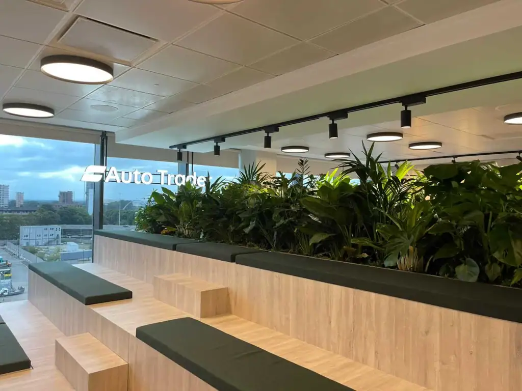 Autotrader's raised troughs of Ferns, Calatheas, Aspleniums, Monstera and more
