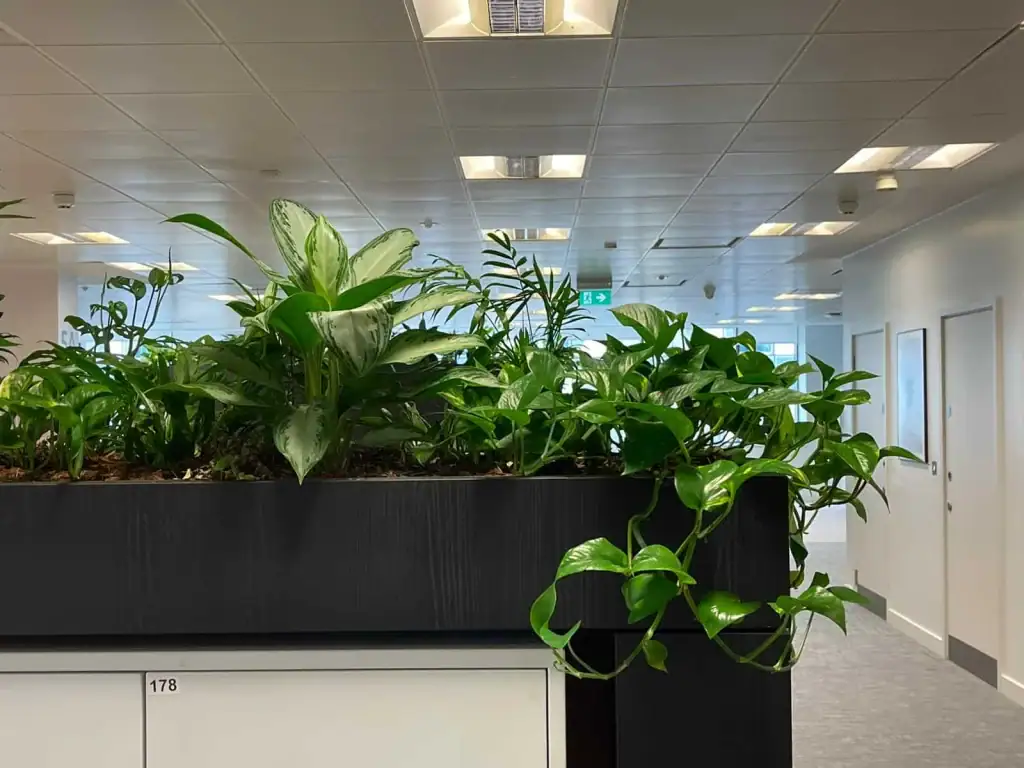 Autotraders's bespoke troughs filled with Ferns, Calatheas, Aspleniums and Monstera