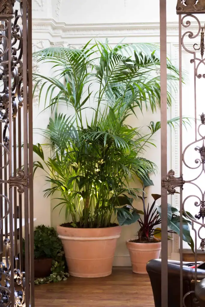 Freestanding terracotta pots with palms in The Botanist