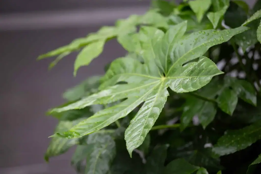 Close-up of planting for Bruntwood Base by I Want Plants