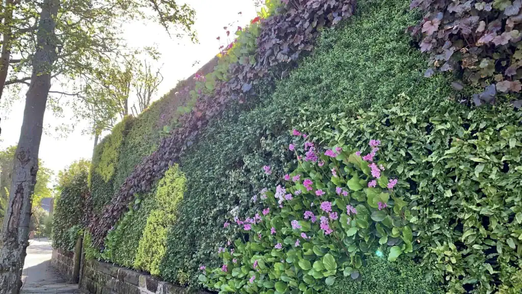 Heuchera Micrantha 'Palace Purple' in Cibo, Hale, green living wall