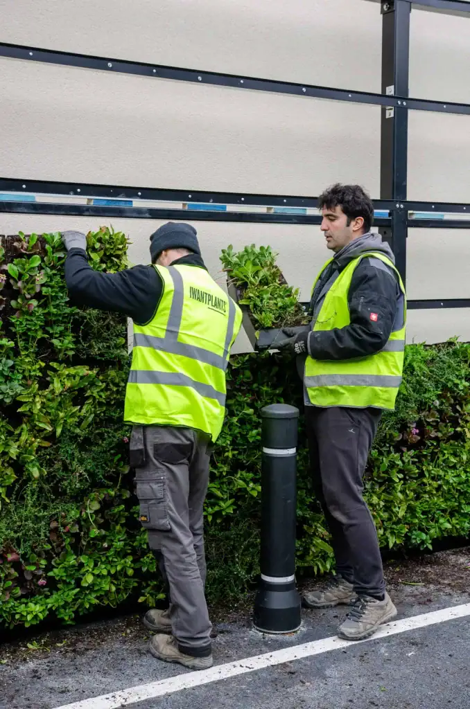 I Want Plants team installing a bespoke living wall of Asplenium Scolopendrium, Bergenia Cordifolia, Dryopteris, Euyonymus Kewensis, Pachysandra, Tellini Grandiflora for Co-op, Malpas, Cheshire