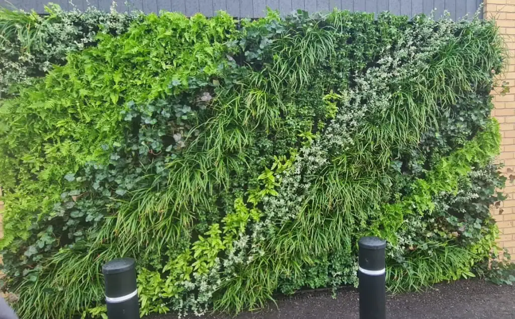 Live planting of green living wall made-up of Asplenium Scolopendrium, Carex Green, Dryopteris Filix Mas, Euyonymous Kewensis, Hedera Hibernica, Pachysandra for Co-op