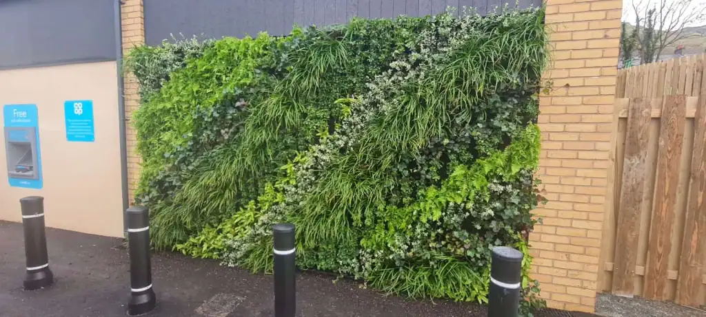 Green living wall for Co-op in Penmaenmawr, North Wales made-up of Asplenium Scolopendrium, Carex Green, Dryopteris Filix Mas, Euyonymous Kewensis, Hedera Hibernica, Pachysandra