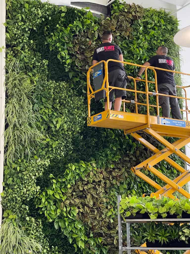 I Want Plants team providing elevated aftercare to bespoke internal living wall