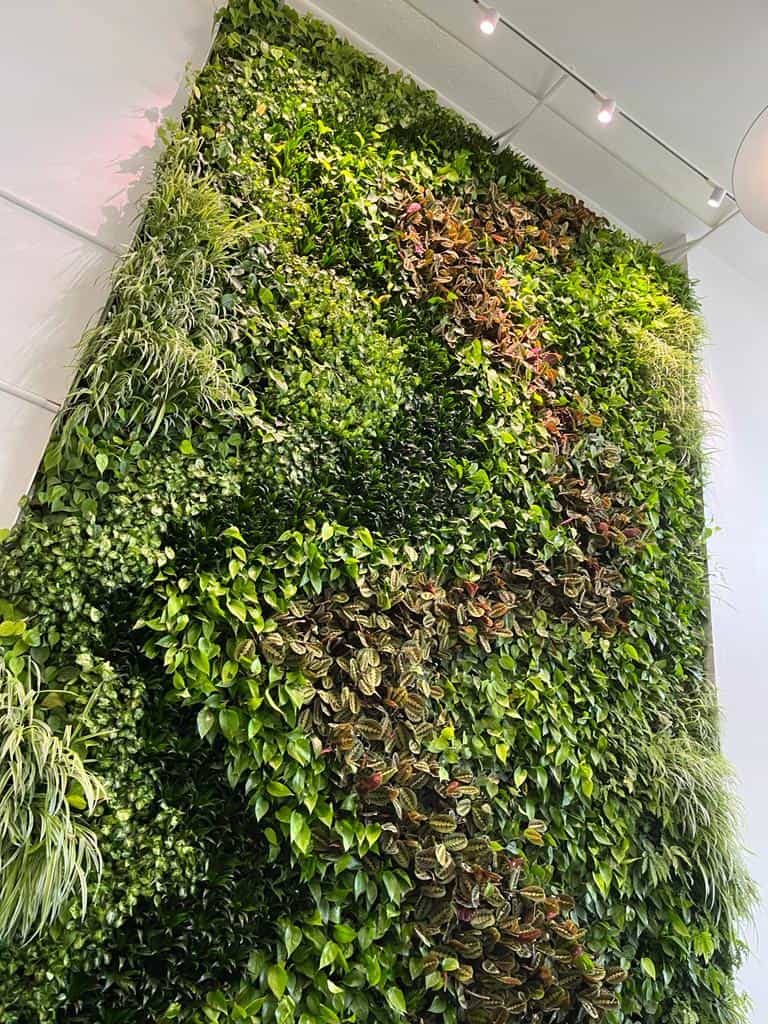 Internal Hyvert living wall requiring elevated aftercare