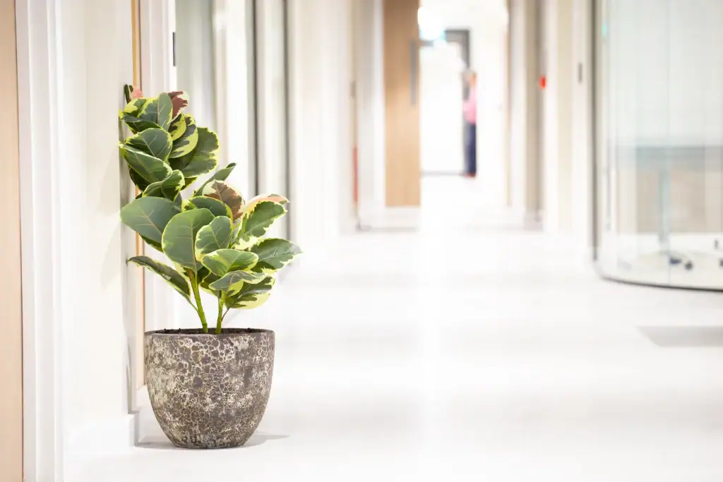 Artificial Ficus Elastica plant from I Want Plants