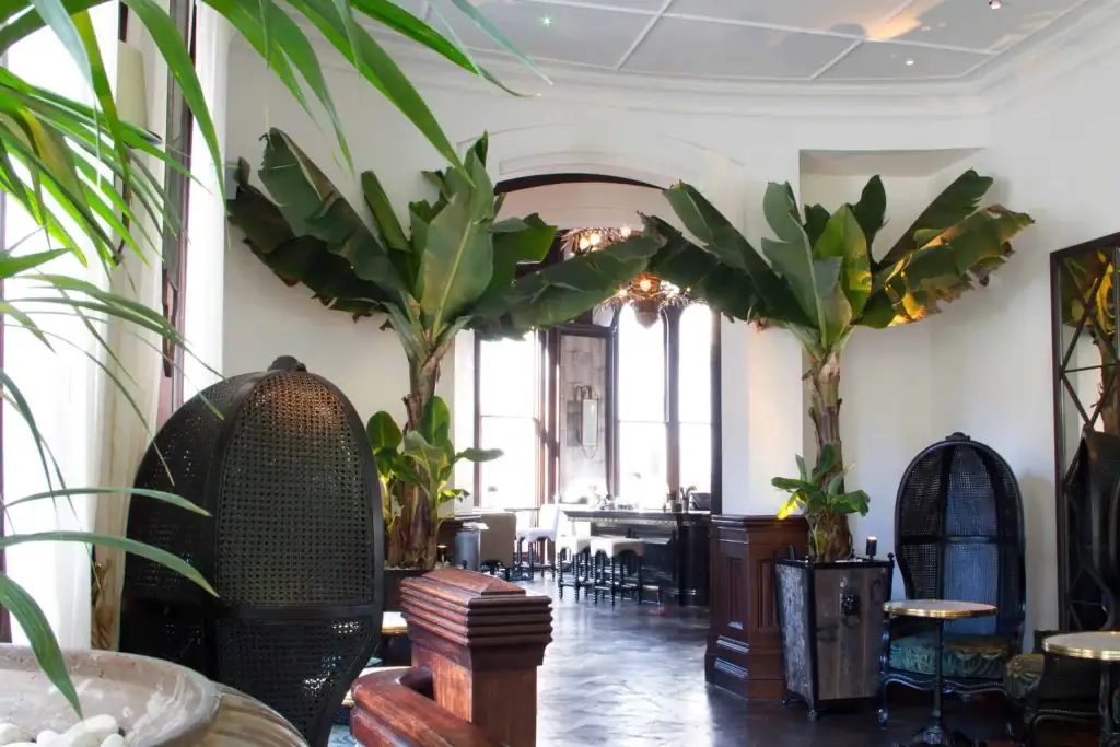 Bushy live banana plants at Grand Pacific, Manchester