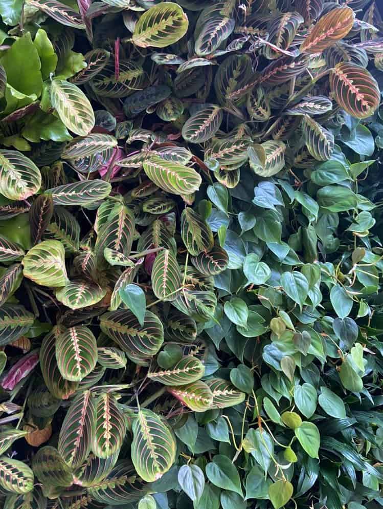 Foliage in living wall at Hilti Manchester