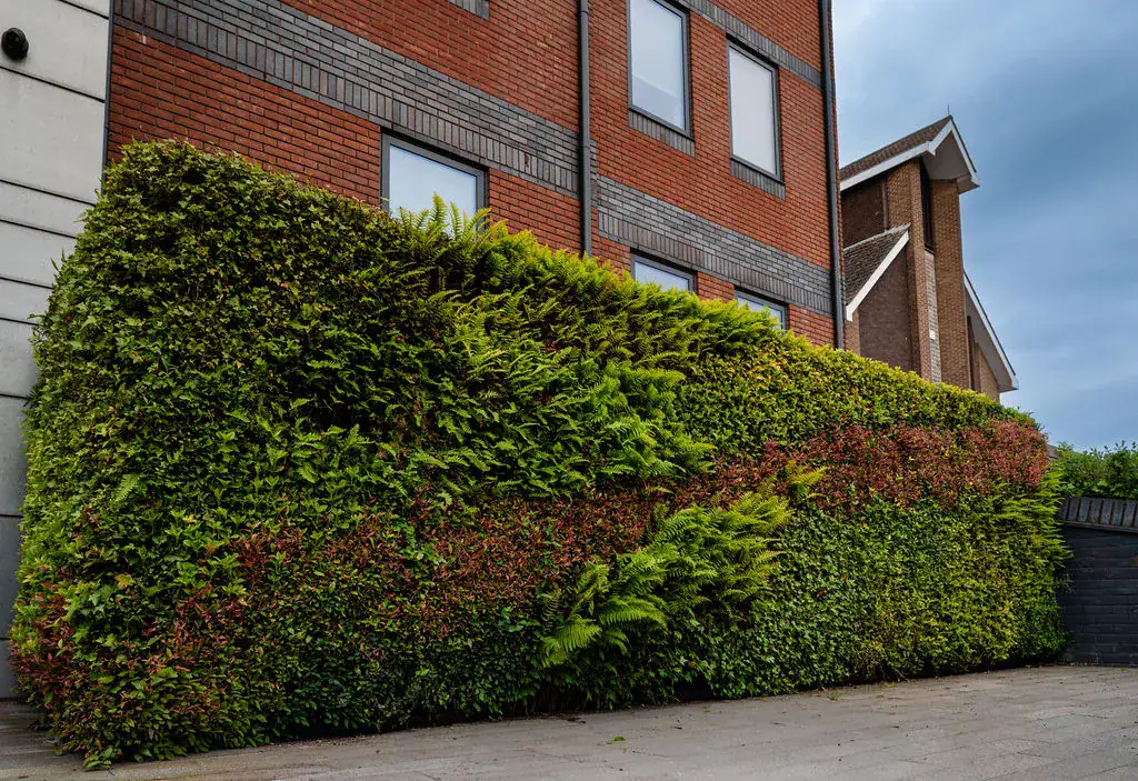 HYVERT living wall with mixed foliage at Assura Altrincham