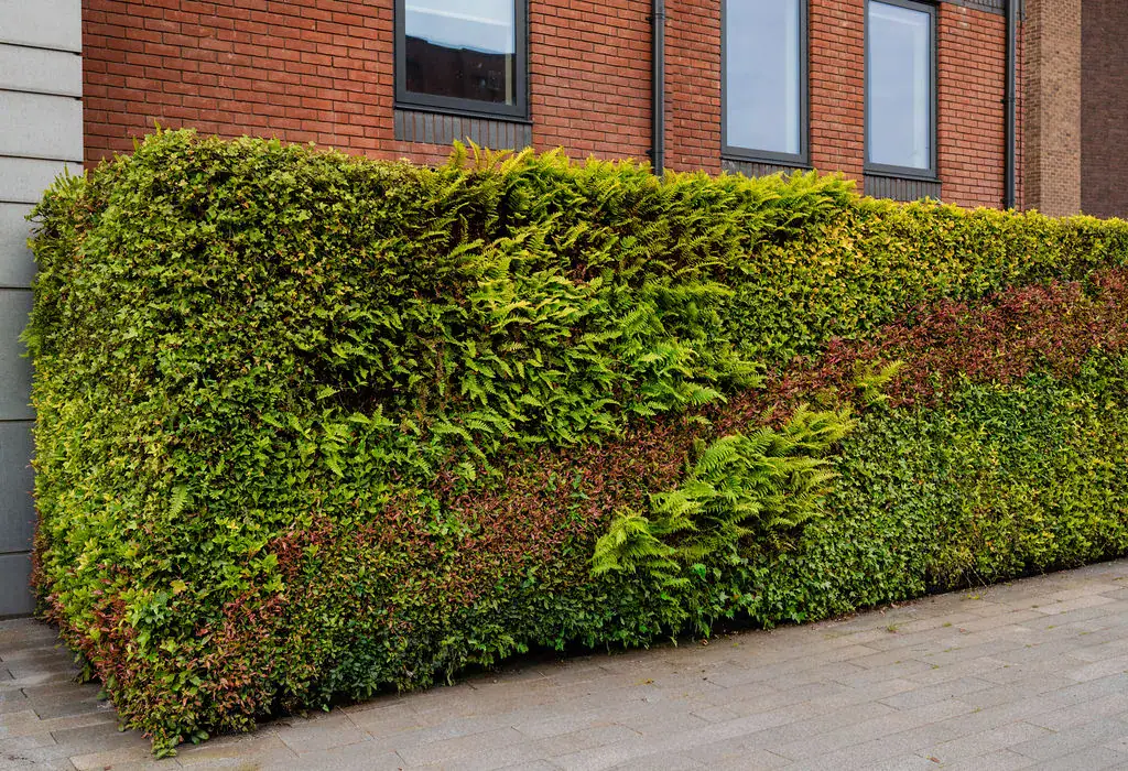 HYVERT living wall to the exterior of Assura in Atrincham