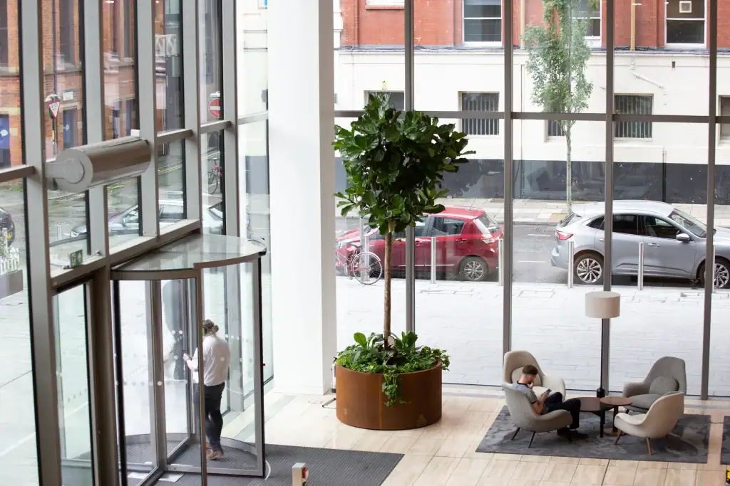 6m tall Ficus Lyrata tree in Corteen steel container at No Spinningfields Manchester installed by I Want Plants