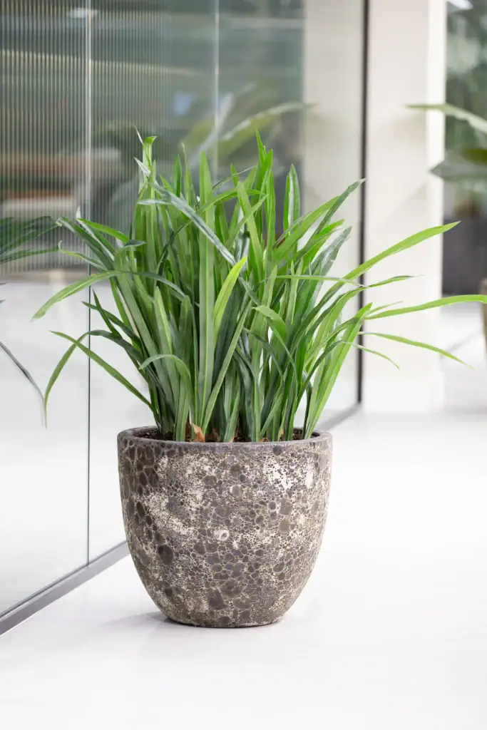 Artificial Cymbidium in lava pot range from i want plants