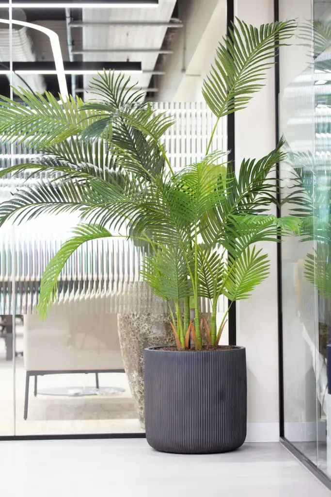 Artificial Kentia palm plant in grey ribbed container from I Want Plants