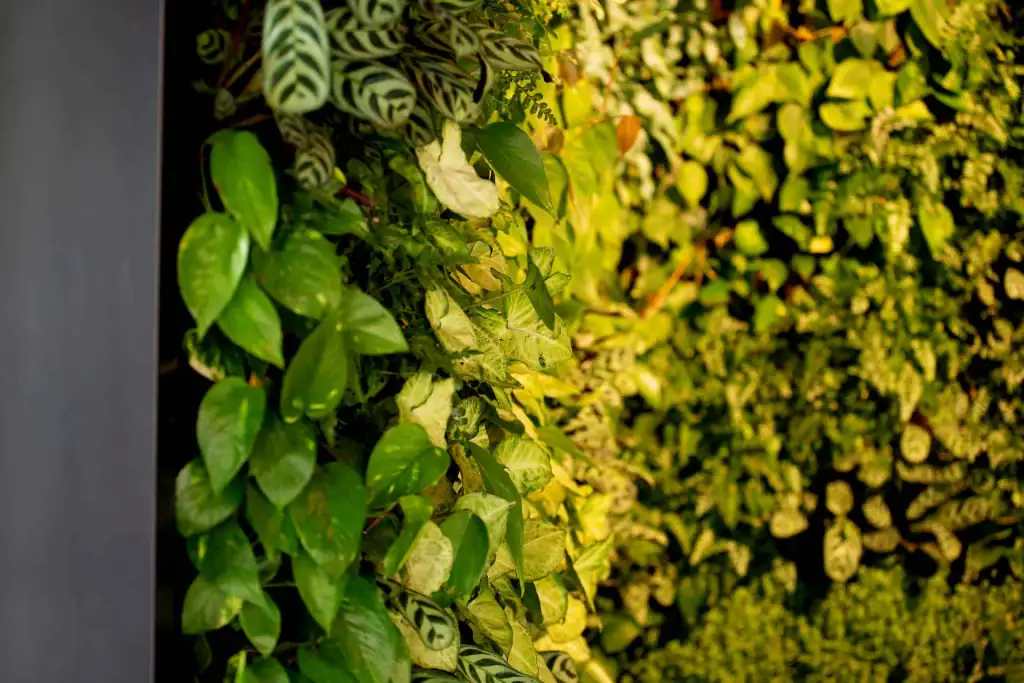 Close-up of Liverpool Science Park Hyvert living wall plants; Asplenium Parvati and Scolio, Bergenia, Epipremnum, Heuchera, Pachysandra, Phlebodium Aureum Blae, Philodendron Scandens, Polystichum Tsus, Soleirolia Soleirolli, Stromanthe Amabalis, Syngonium White