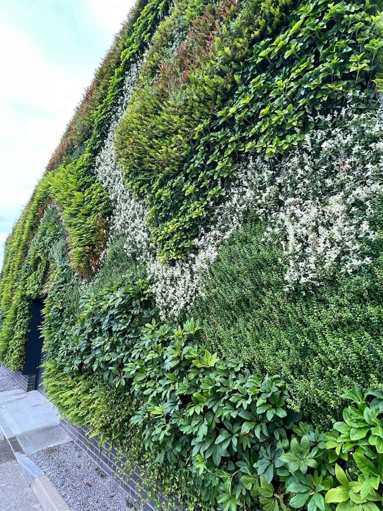Close-up of plants of Manchester City living wall planted by I Want Plants