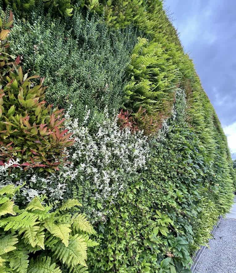 Bespoke Hyvert living wall made-up of Affinis Crispa, Asplenium Scolopendrium, Euonymus Fort Minimus, Euonymus Harlequin, Hedera Helix Shamrock, Helleborus Niger Praecox, Leucothoe Zeblid, Pachysandra Terminalis, Polystichum Tsus-Simense