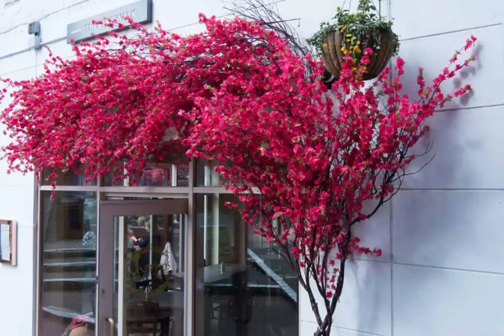 Exterior Bougainvillea trees were created and installed for Mythos Taverna by I Want Plants