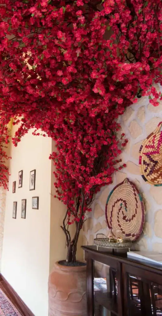 Climbing Bougainvillea trees in Mythos Taverna restaurant in Birmingham
