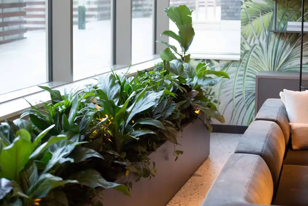 Oxygen Manchester with live plants in troughs by I Want Plants