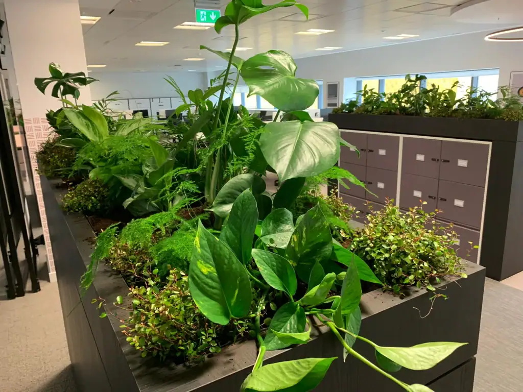 Keeping office plants healthy by I Want Plants