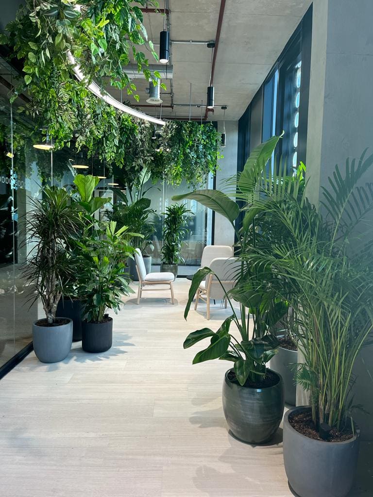 Live and artificial plants london workspace