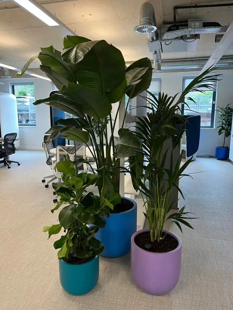 Cluster of live plants in Assura plc's biophillic office planting scheme