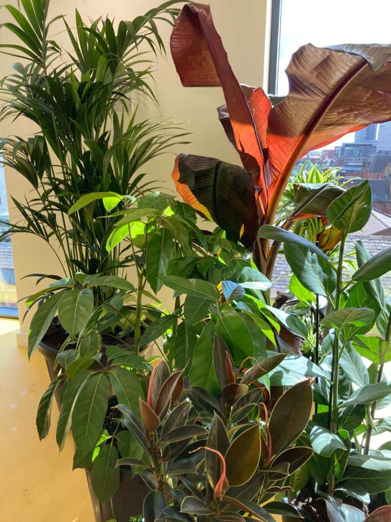 Live plant installation for Peak A.I. cared for by I Want Plants aftercare technicians