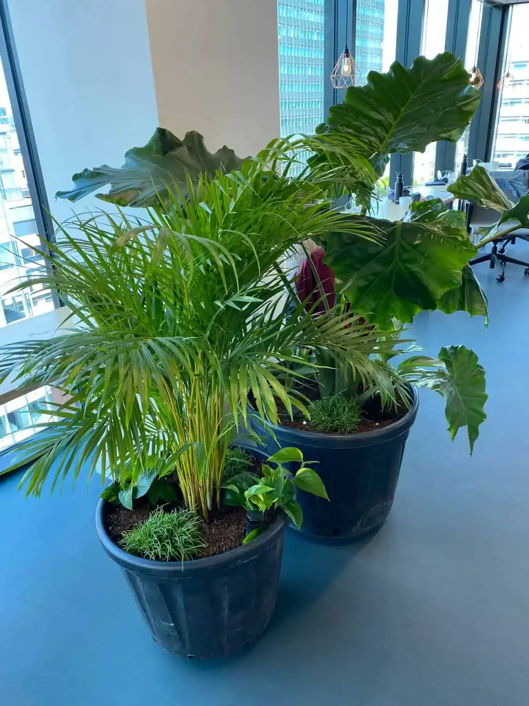 Freestanding pot plants in Peak A.I's workspace