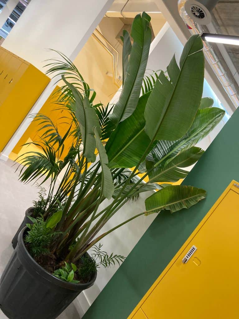 PortSwigger's new workspace with live plant installation by I Want Plants